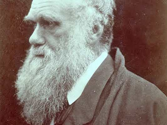 Церковь признала теорию Дарвина